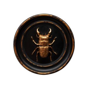 Scarabée cabinet de curiosité