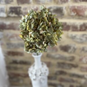 Fleur d'hortensia verte