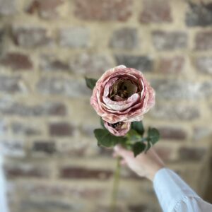 Fleur de renoncule rose